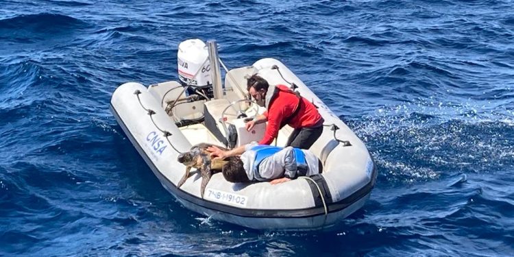 Rescatada una tortuga enferma en el último día de la ‘Setmana del Mar’