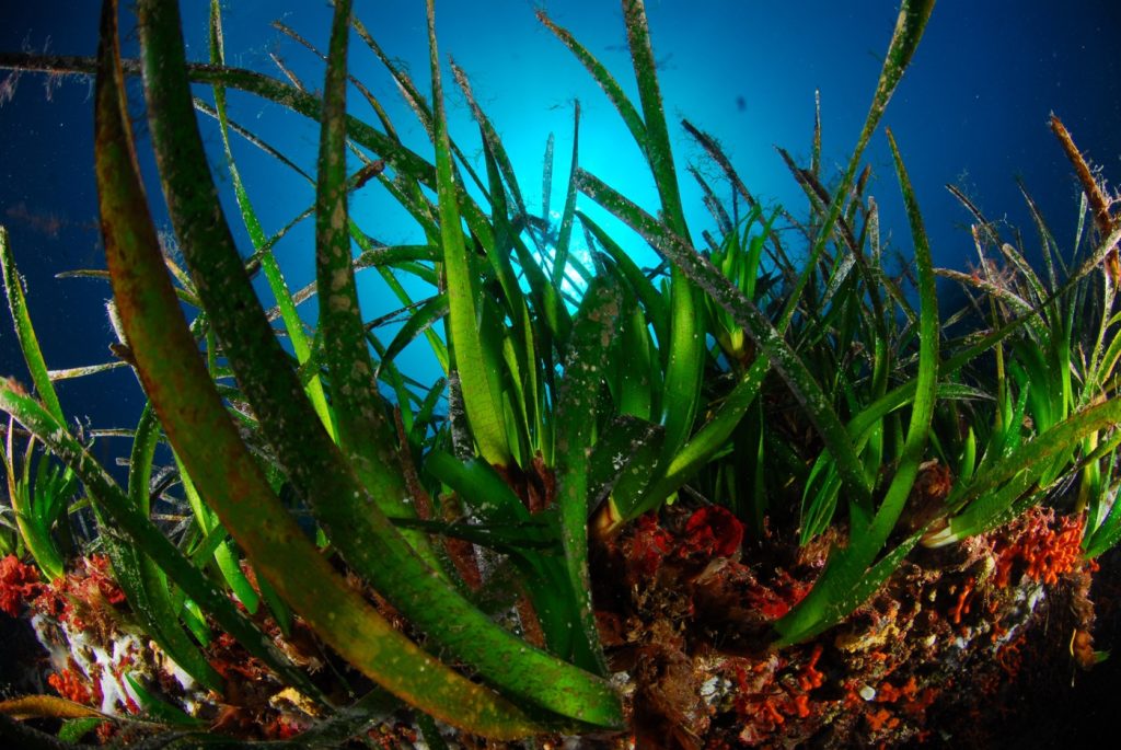 Posidonia oceánica