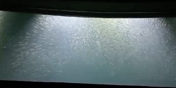 Un banco de ‘moixó’ junto a los pantalanes de Es Nàutic