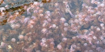 Un espeso banco de medusas, junto a los pantalanes de Es Nàutic