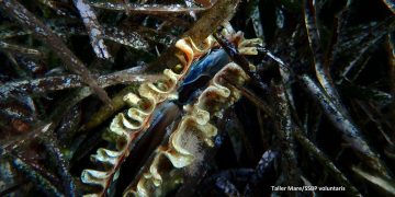 Las nacras, otra sorpresa para los alumnos de la Setmana del Mar
