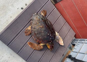 Elo, la tortuga rescatada a la badia de Portmany que Es Nàutic tracta de salvar