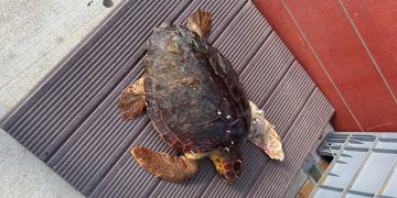 Elo, la tortuga rescatada en la bahía de Portmany que Es Nàutic trata de salvar
