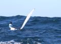 El CNSA acoge el Trofeo Restaurante Es Nàutic de vela ligera, con 89 regatistas de todo el archipiélago balear