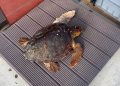 La tortuga Elo, rescatada en noviembre en Es Nàutic, será liberada mañana en la bahía de Portmany