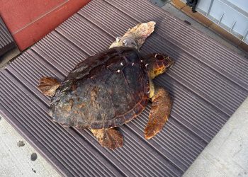 La tortuga Elo, rescatada en noviembre en Es Nàutic, será liberada mañana en la bahía de Portmany