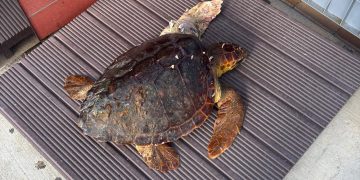 La tortuga Elo, rescatada en noviembre en Es Nàutic, será liberada mañana en la bahía de Portmany